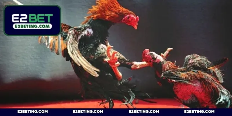 Live đá gà trực tiếp - Thưởng thức màn đấu mãn nhãn mỗi ngày