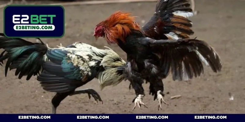 Tham gia kèo Meron với khả năng thắng cao