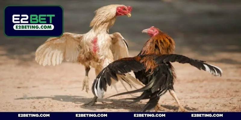 Trang đá gà uy tín SV388 với nhiều giải đấu đình đám