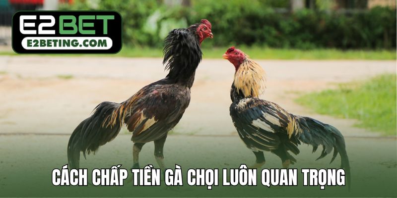 Cách chấp tiền gà chọi luôn quan trọng trong mọi kèo đá gà