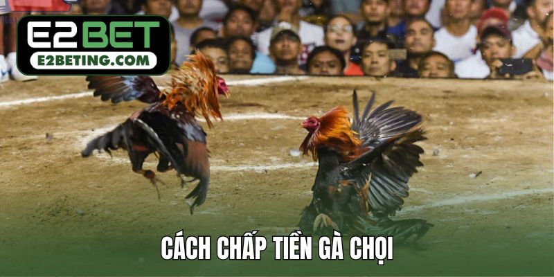 cách chấp tiền gà chọi