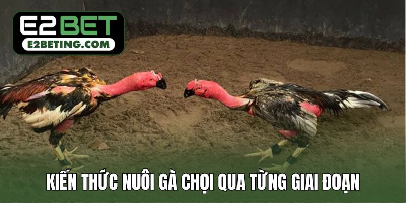 Kiến thức nuôi gà chọi qua từng giai đoạn của gà
